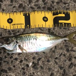 豆アジと回遊アジ