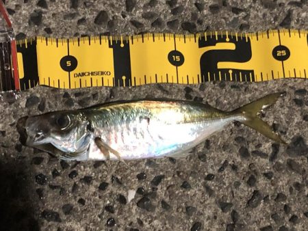 豆アジと回遊アジ