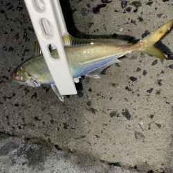 アジング、そしてショアジギング