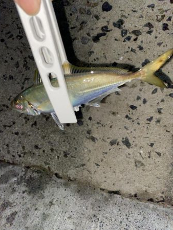 アジング、そしてショアジギング