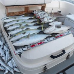 遊漁船SOUTH(サウス)12/5釣果