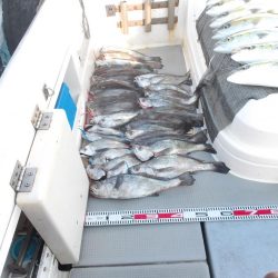 遊漁船SOUTH(サウス)12/7釣果