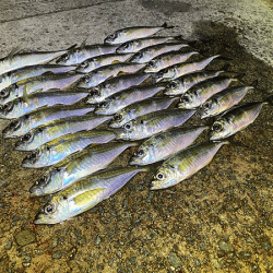 瀬戸内の島アジング（2020-25)