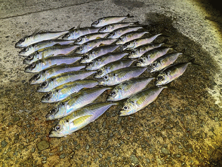 瀬戸内の島アジング（2020-25)