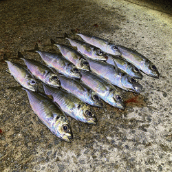 瀬戸内の島アジング（2020-26)