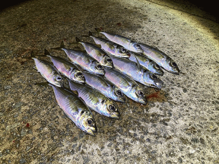 瀬戸内の島アジング（2020-26)