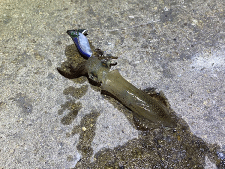 極寒の中姫路でヒイカエギング(2020-1…