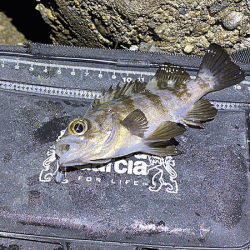 二見メバリング(2020-12)