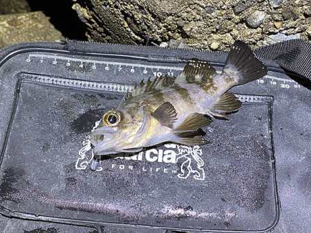 二見メバリング(2020-12)