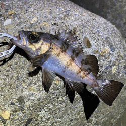 姫路で２０２０年釣り納めのメバリング(2020-13)