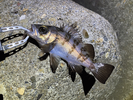 姫路で２０２０年釣り納めのメバリング(2020-13)