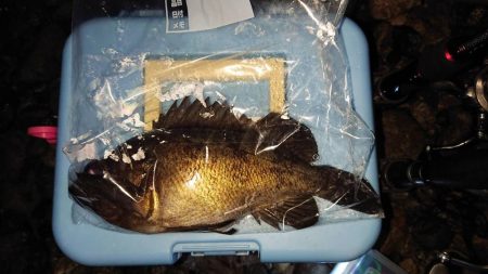 宮津で良型メバル