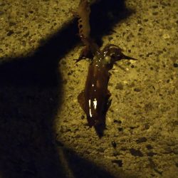 初めてのターゲット