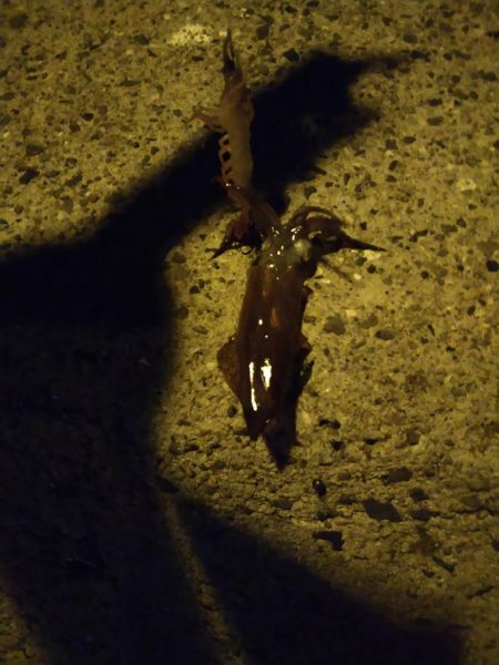 初めてのターゲット