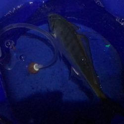 先週に引き続きサゴシ！待望の太刀魚も！