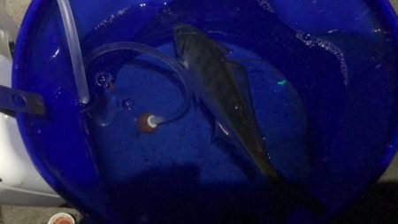 先週に引き続きサゴシ！待望の太刀魚も！