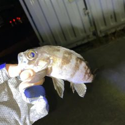 メバリング、アジがいれば嬉しい。。