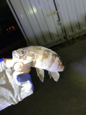 メバリング、アジがいれば嬉しい。。