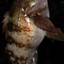 風が強く厳しい釣行でした