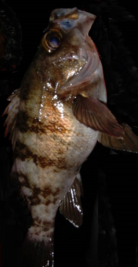 風が強く厳しい釣行でした