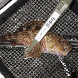 え~アジとメバル