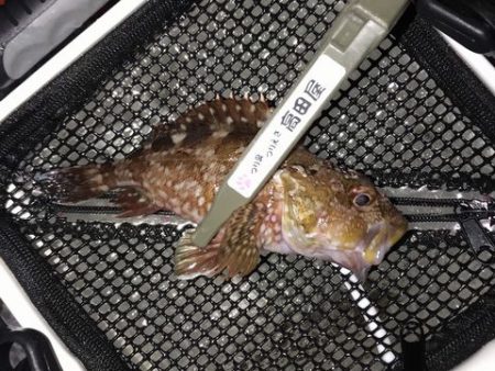 え~アジとメバル