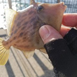 またコブ無し！