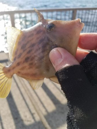 またコブ無し！