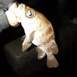 今日はメバリング