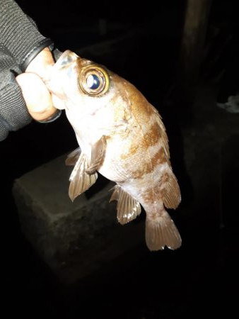 今日はメバリング