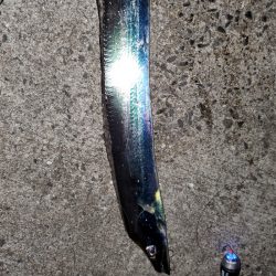 太刀魚はいずこ？