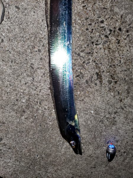 太刀魚はいずこ？