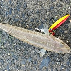 のんびりショアジギ&ガシリング