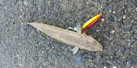 のんびりショアジギ&ガシリング