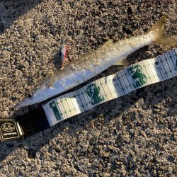 A.P.Pガイドフィッシング