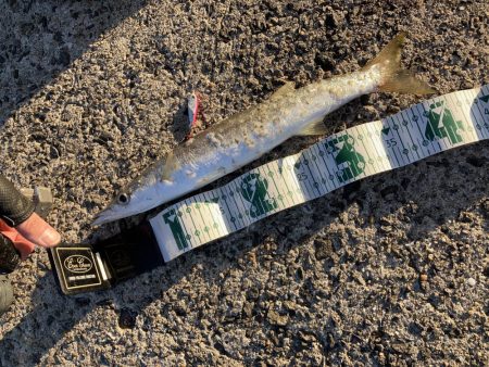 A.P.Pガイドフィッシング