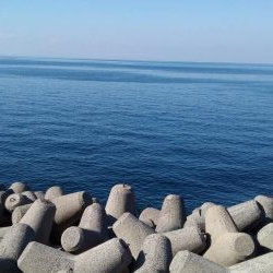 今年のハマチは美味