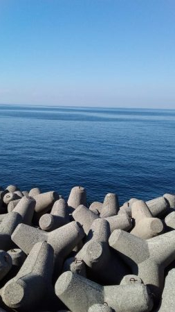 今年のハマチは美味