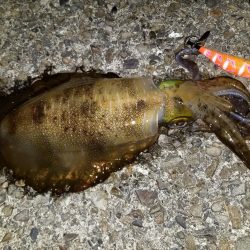 ナイトエギング