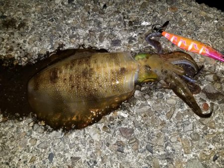 ナイトエギング