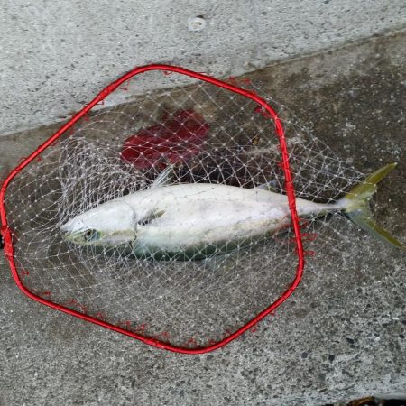 早朝プチsalt water game