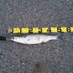 親子サビキ釣り