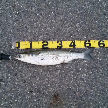 親子サビキ釣り