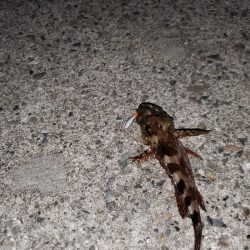 １日チャレンジ