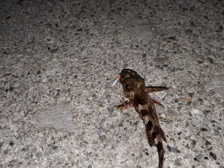 １日チャレンジ