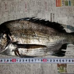 紀州釣りができず、慣れない浮きふかせに挑戦