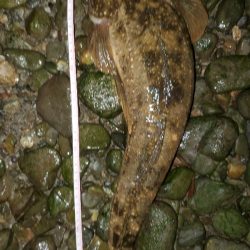 シーバス狙いが