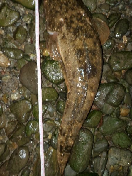 シーバス狙いが