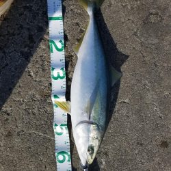 本年釣り収めのブリ、メジロ多数