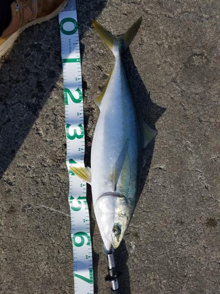 本年釣り収めのブリ、メジロ多数